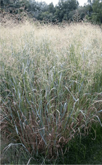 Switchgrass