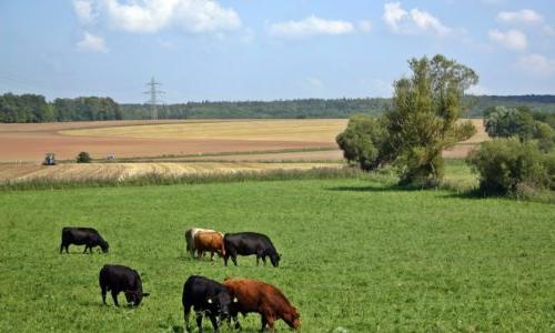 Cows grazing in a field